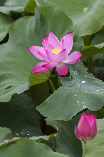 李昀锐飞花给粉丝回礼